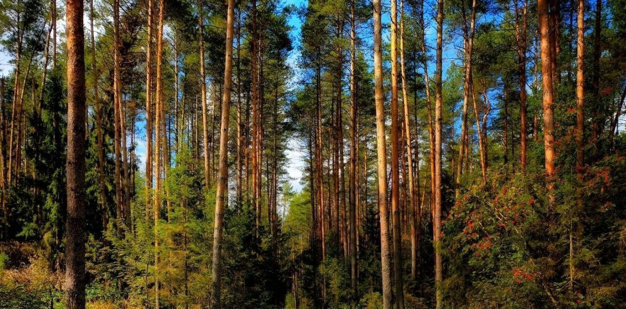 земля городской округ Богородский г Электроугли Железнодорожная, Традиции кп фото 10
