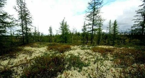 земля г Салехард мкр Радужный ул Алексея Мединского фото 1