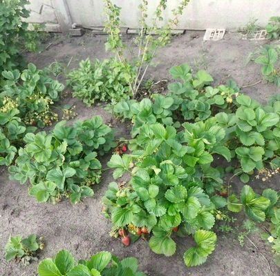 дом г Старый Оскол ул Славянская 3 фото 30