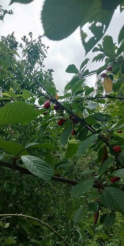 ТиНАО ул Новая направление Курское (юг) ш Калужское 37 км, р-н Вороново, Московская область фото
