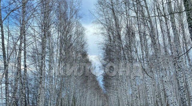 Индия кп, Индия-Центр мкр фото