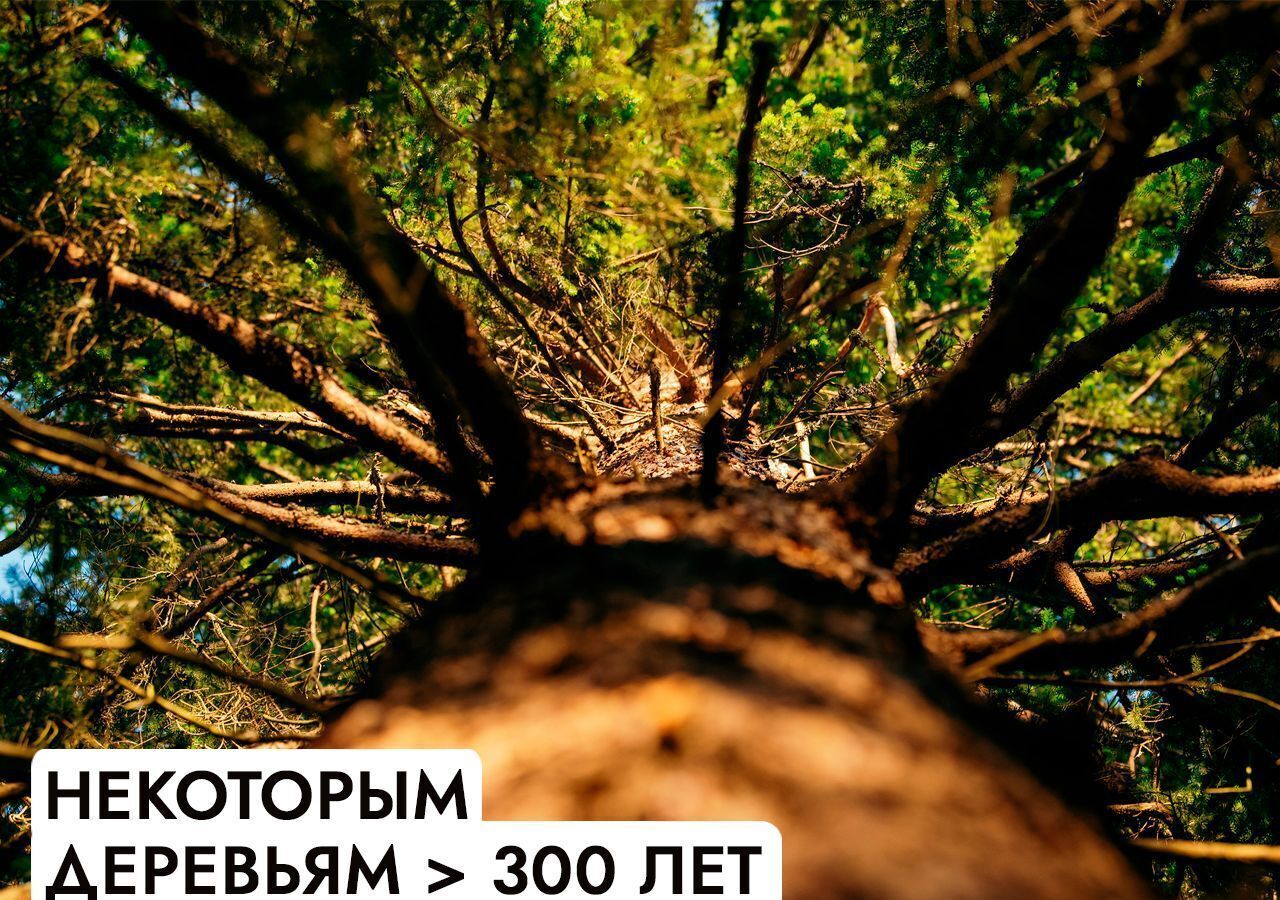 земля г Клин 54 км, эко-посёлок Ели эстейт, Новопетровское, Ленинградское шоссе фото 9