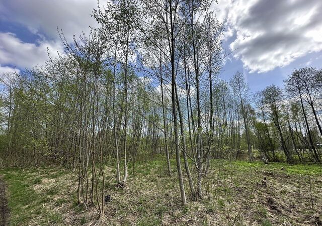 Ленинградское шоссе, Козлово фото