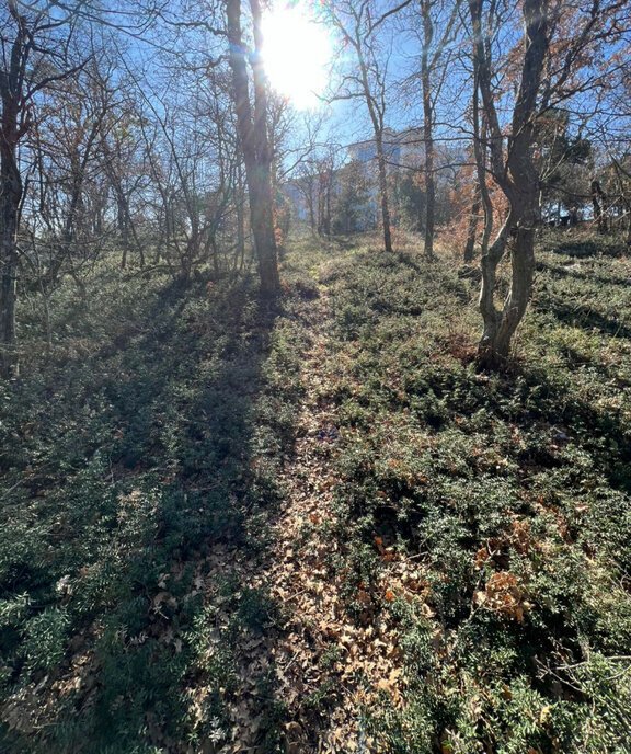 земля г Ялта пгт Гаспра Алупкинское шоссе, 19Б фото 16