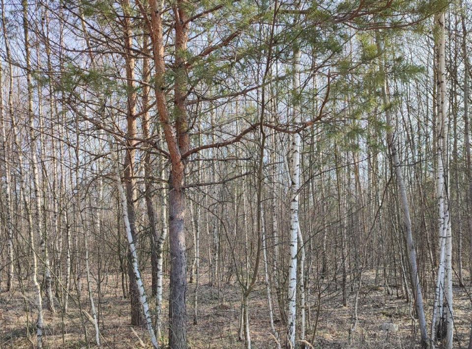 земля г Электрогорск ул 3-я Юго-Западная 10 Павлово-Посадский городской округ фото 1