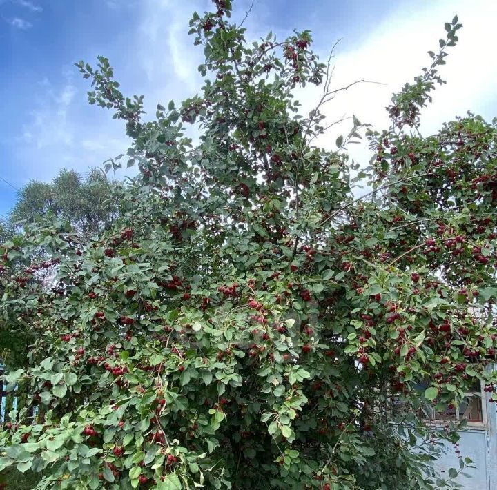 дом г Чита р-н Черновский № 38 Ручеек ТСН фото 26