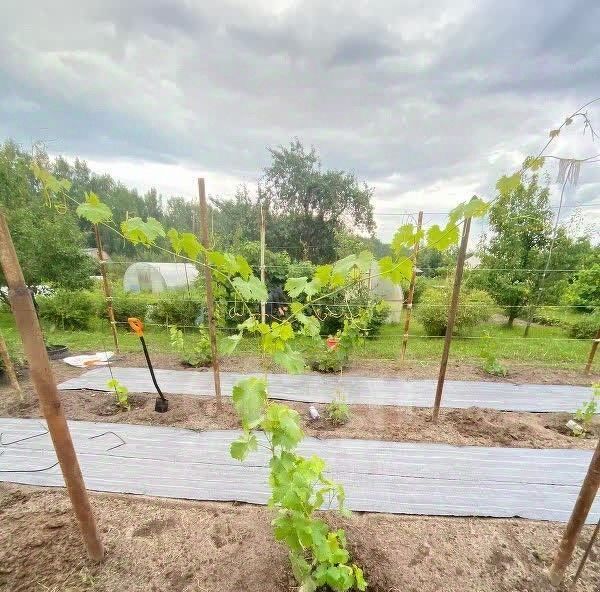 земля г Муром Стрелка со, 2 фото 6