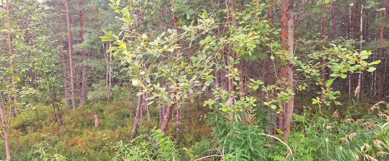 земля г Ханты-Мансийск снт Учитель-3 садово-огородническое товарищество фото 4