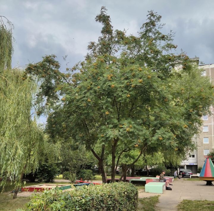 квартира г Калининград р-н Ленинградский ул Согласия 21 фото 50