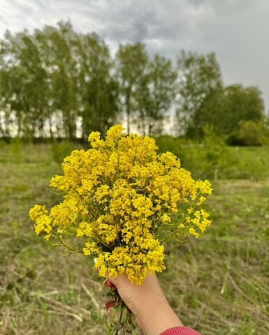 55 км, территория Ламоново-1, Мещерино, Каширское шоссе фото