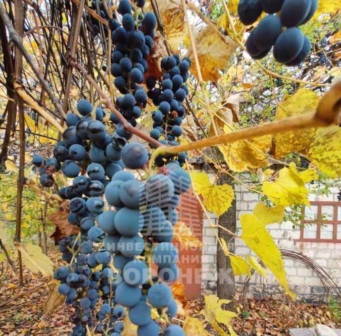 земля г Воронеж р-н Советский снт Дон ул Керамическая фото 13