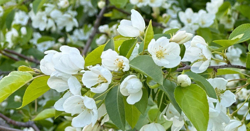 квартира г Челябинск ул Агалакова 66а фото 17