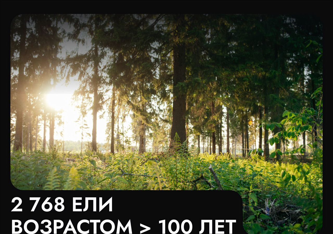 земля г Клин 54 км, эко-посёлок Ели эстейт, Новопетровское, Ленинградское шоссе фото 4