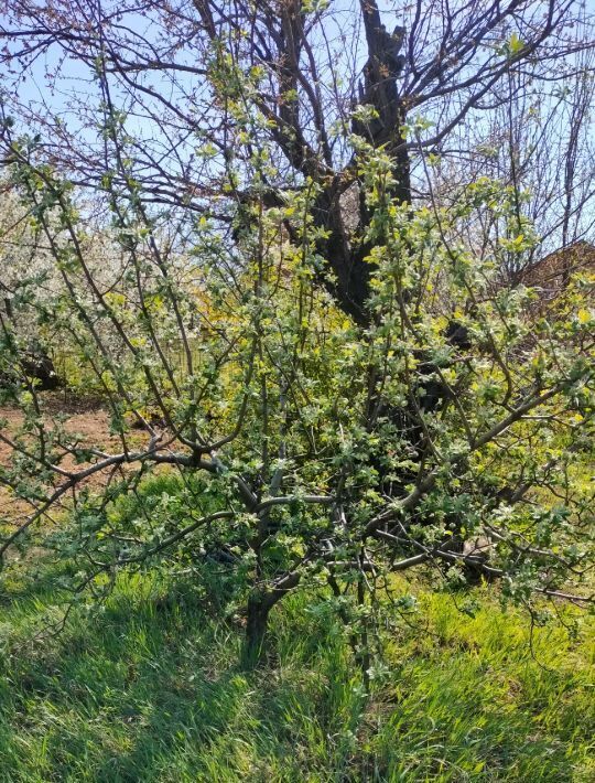 земля г Волгоград снт Заря ул. 6-я, Волжский фото 4