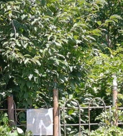 снт Строитель ул Грушовая садоводческое товарищество фото