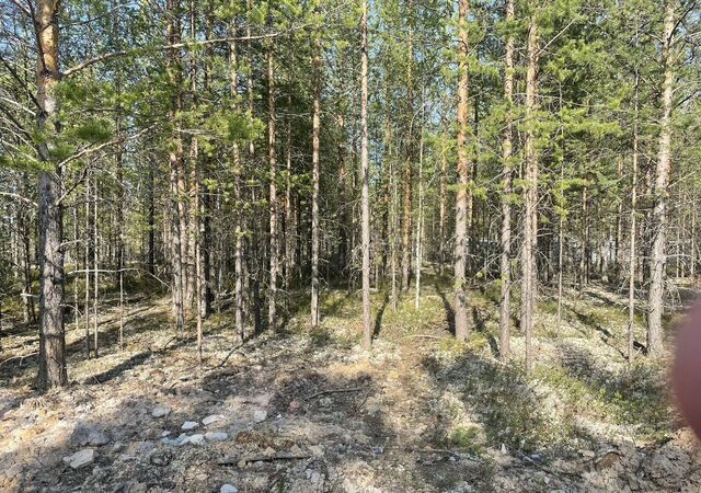 межселенные территории Сургутского муниципального района, СНТ Сурмятино, пр. Шукшина, 10, Тюменская обл., Сургут фото