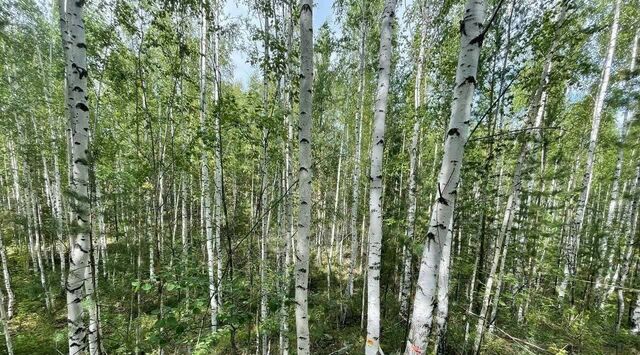 земля снт Лесное озеро Невьянский муниципальный округ фото