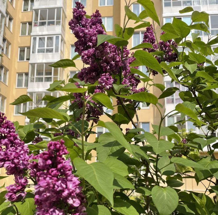 квартира г Санкт-Петербург метро Озерки наб Реки Каменки 7к/2 фото 17