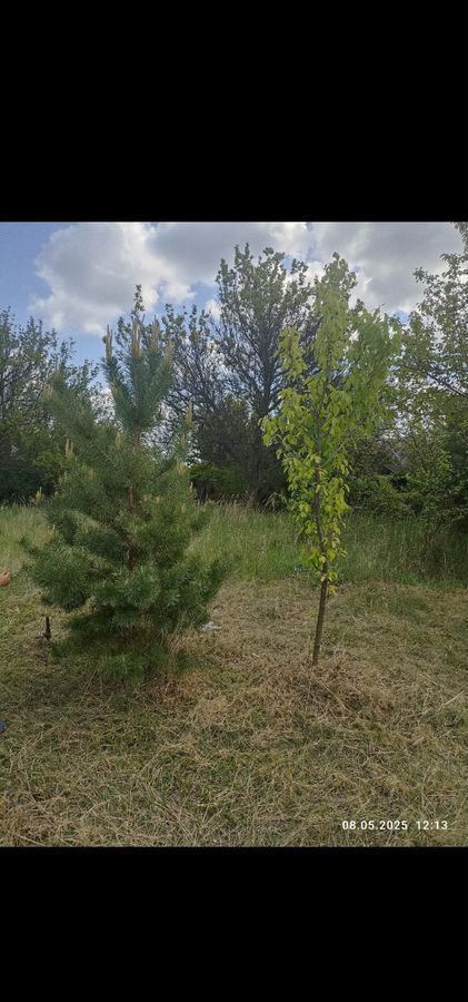 земля г Воронеж р-н Левобережный снт Сосна 13-я ул., 663 фото 4