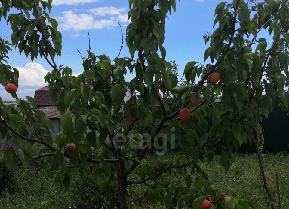 земля г Феодосия снт тер.Светоч ул Дубовая фото 3