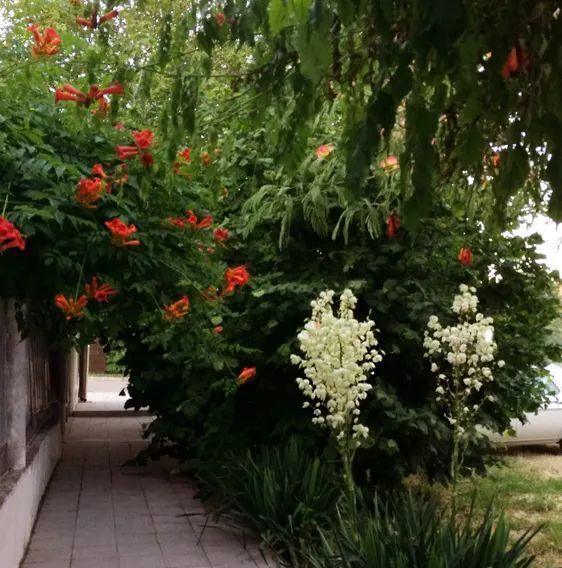 комната р-н Анапский г Анапа с Витязево ул Центральная 28 фото 4