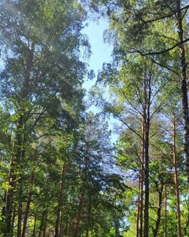 земля снт Витязь Трасса Сортавала, 24 км, Куйвозовское сельское поселение, 121, Лесколово фото