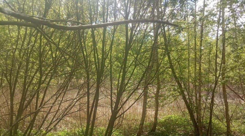 земля г Шатура фото 1
