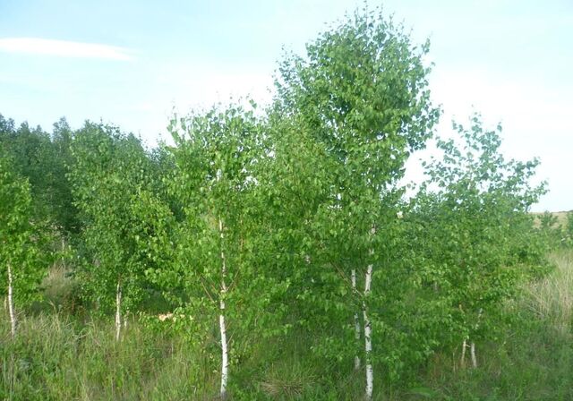 мкр-н Чистые Росы, Берёзовая ул, Челябинск фото