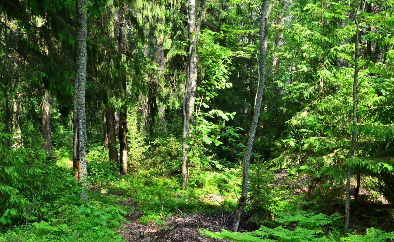 земля г Сосновый Бор Сосновоборский г. о., СНТ Приморский, Лыжная ул фото 20