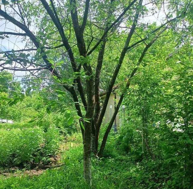 земля г Брянск р-н Советский Коммунальник садовое общество фото 9