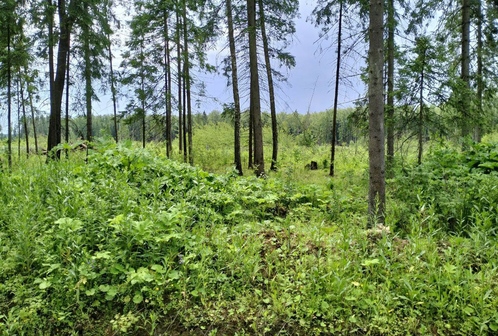 земля р-н Боровский г Балабаново Балабаново-1 фото 1