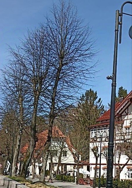 торговое помещение р-н Светлогорский г Светлогорск ул Гагарина 9б фото 2