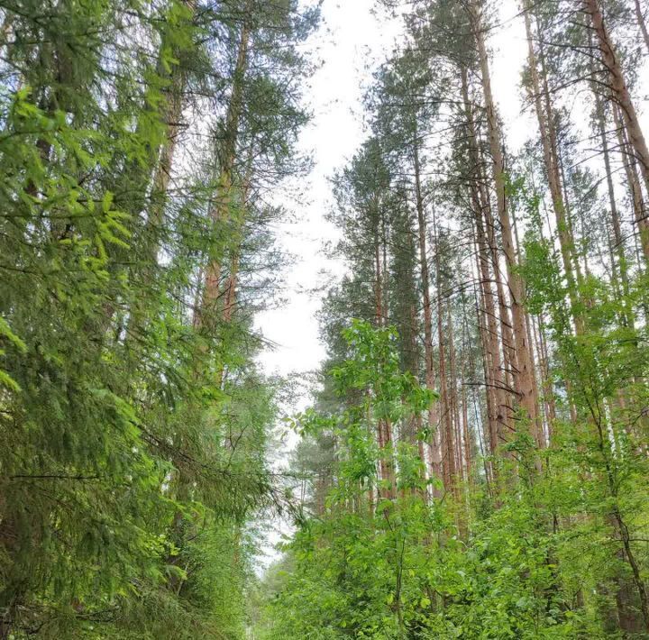 земля г Краснокамск снт Рябинушка фото 32