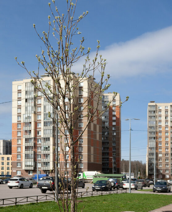 квартира г Санкт-Петербург пр-кт Юнтоловский 43к/1 Беговая фото 29