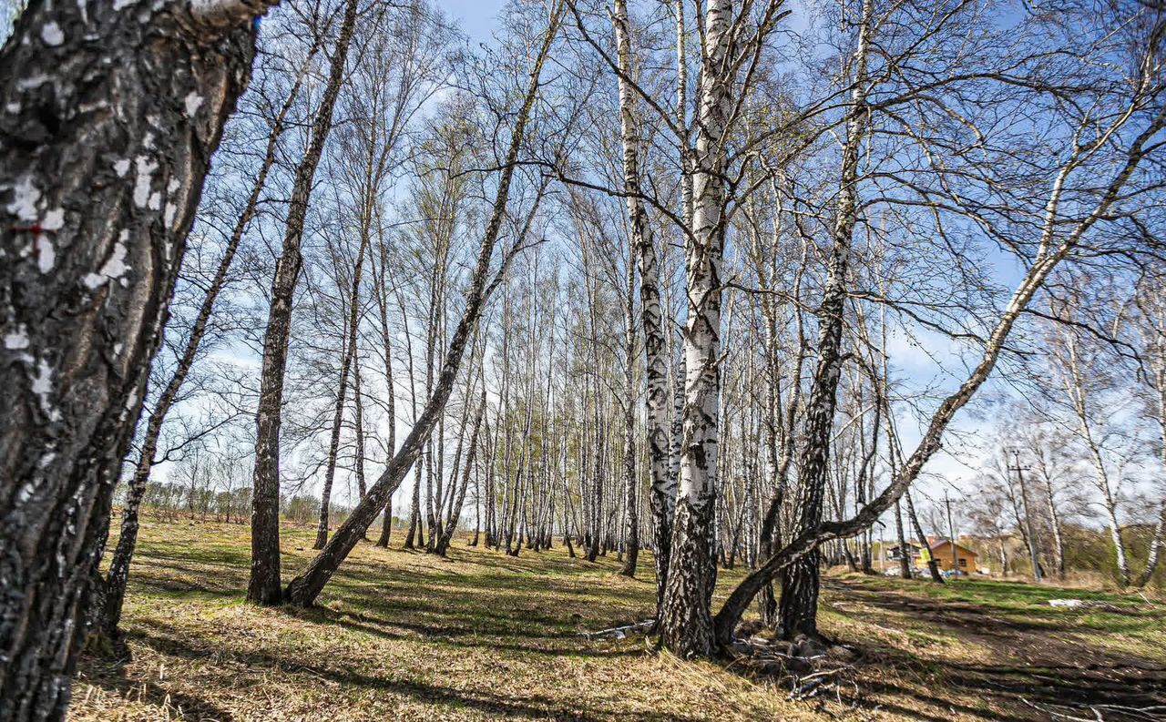 земля г Бердск Бердское шоссе фото 19
