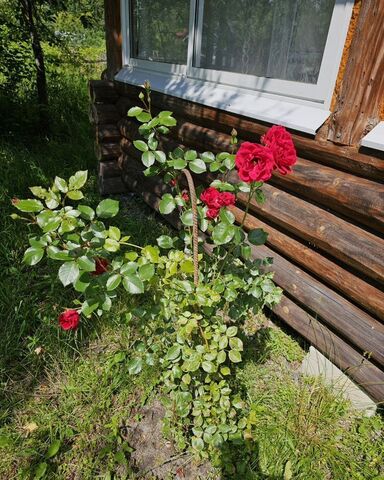 Кирицкое сельское поселение, Лесной фото
