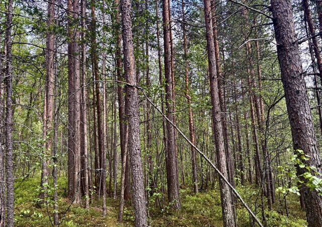сельское поселение Пушной, населённый пункт Мокрая Кица фото