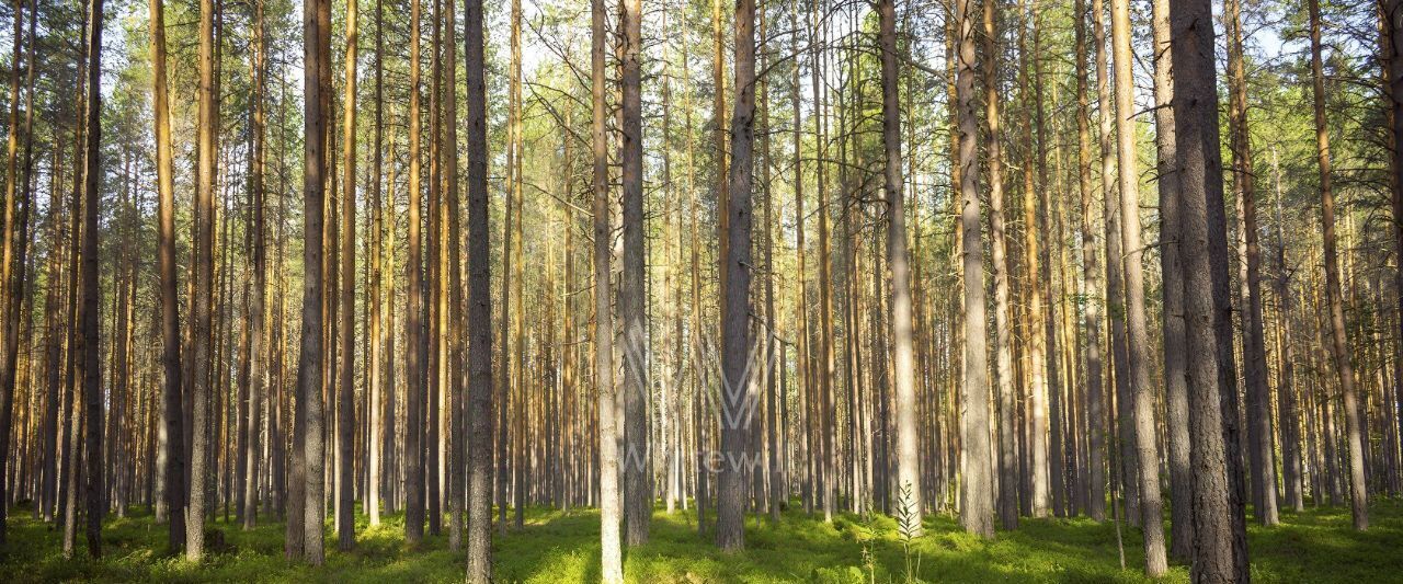земля г Истра Лесные Зори кп, Нахабино фото 4