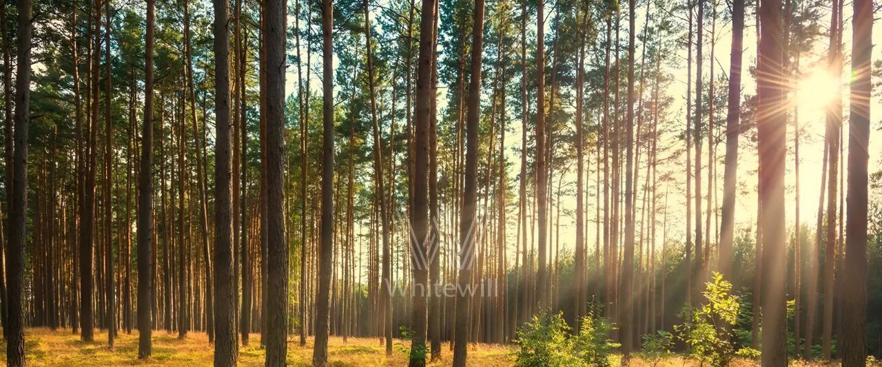 земля г Истра Лесные Зори кп, Нахабино фото 6