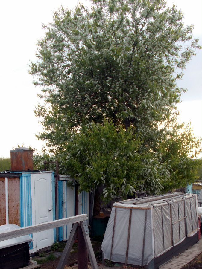 дом г Амурск снт Урожайное 11-я ул., 51, Амурский р-н фото 3