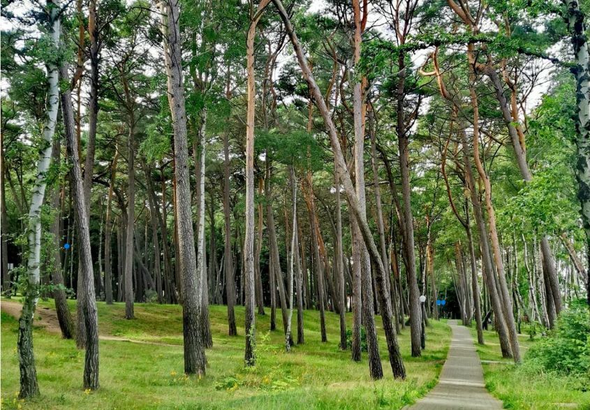 квартира г Пионерский ул Рензаева 4 фото 6