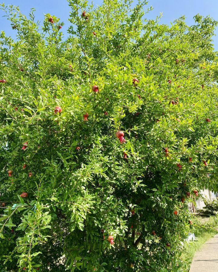 комната г Геленджик с Дивноморское ул Кирова 6а фото 19