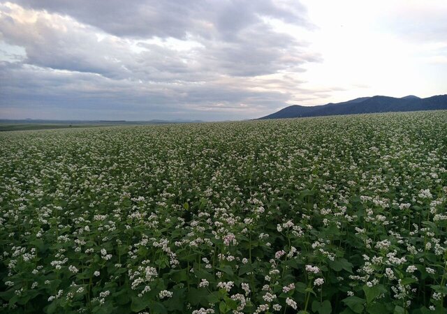 земля ул Добрая фото