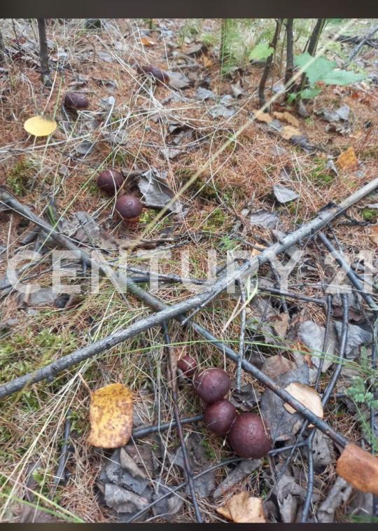 дом г Якутск Республика Саха Якутия, СОТ Нюргусун фото 2