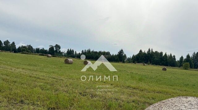 д. Андрюшино фото д. Андрюшино фото