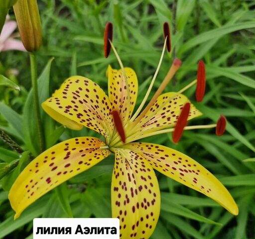 г Благовещенск ш Игнатьевское 10/2 фото