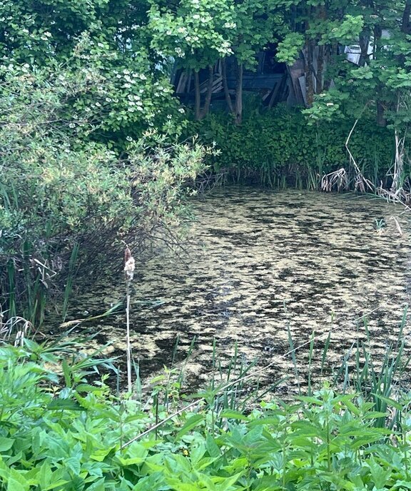 земля р-н Вологодский д Родионцево фото 5