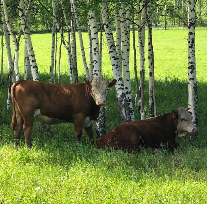 свободного назначения г Белокуриха ул Алтайская 80 фото 14