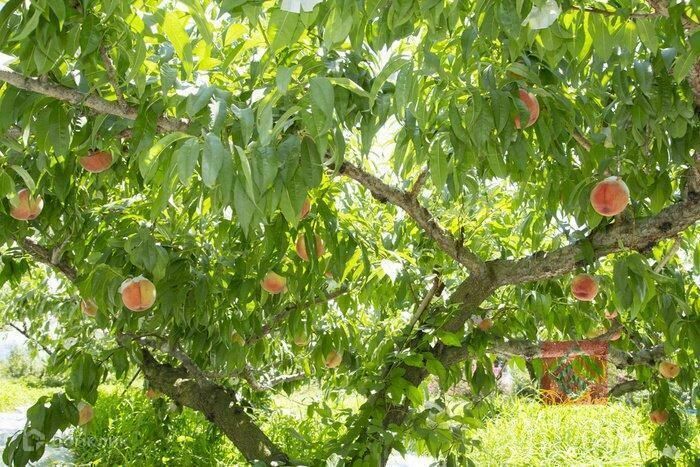 земля р-н Бахчисарайский г Бахчисарай ул им Анатолия Румянцева фото 1