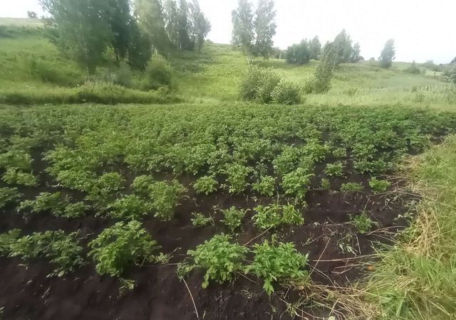 земля с/с Сучковский снт Родничок сельсовет, Ачинск фото